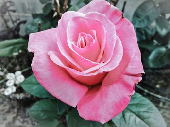 Close-up of pink rose