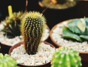 Close-up of succulent plant