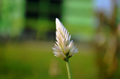 Close-up of white flowering plant