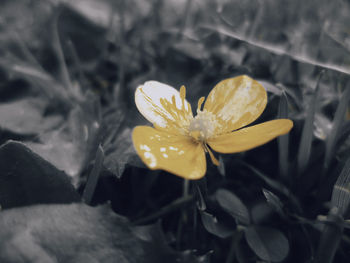 Close-up of yellow flower