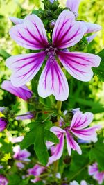 Close-up of purple flowers blooming outdoors