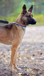 Dog looking away on field