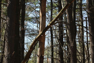 Low angle view of trees in forest