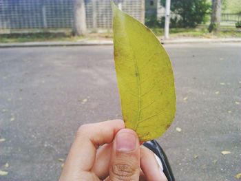 Close-up of hand holding dry leaves
