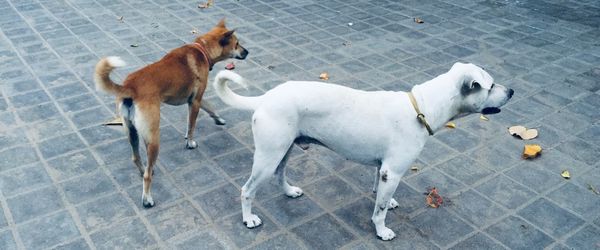 High angle view of dog standing on floor