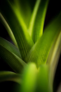 Full frame shot of green leaves