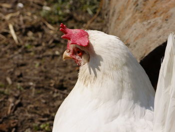 Close-up of bird against blurred background