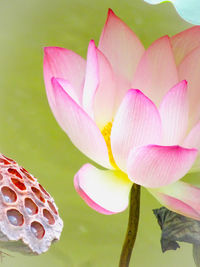 Close-up of pink water lily