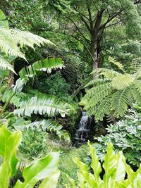 Green leaves and trees in forest