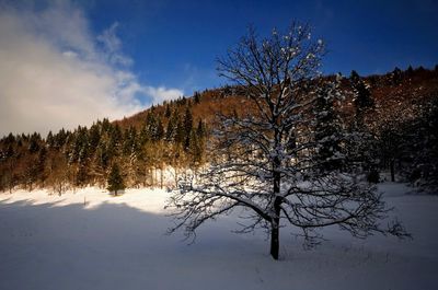 Trees on snow covered land against sky