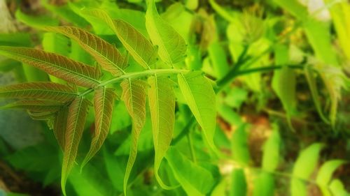 Close-up of fresh green plant