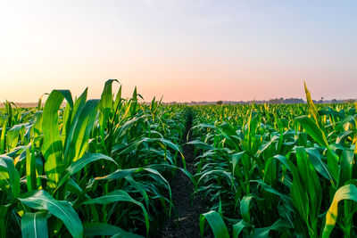 Crops growing on field against sky during sunset