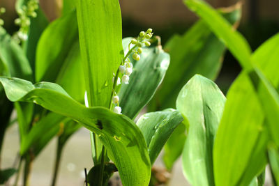 Close-up of raindrops on plant