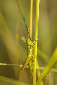 Close-up of insect on leaf