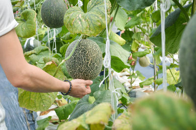 Close-up of hand holding fruits growing on tree