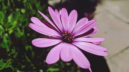 High angle view of pink flower