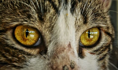 Close-up portrait of cat