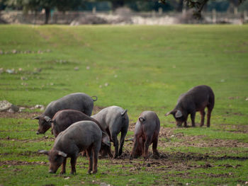 Sheep on field