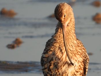 Close-up portrait of a bird