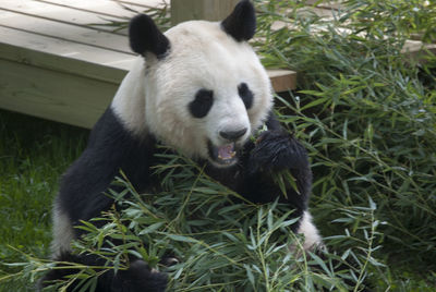 panda
