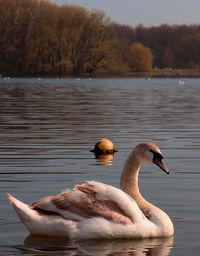 Swan floating on lake