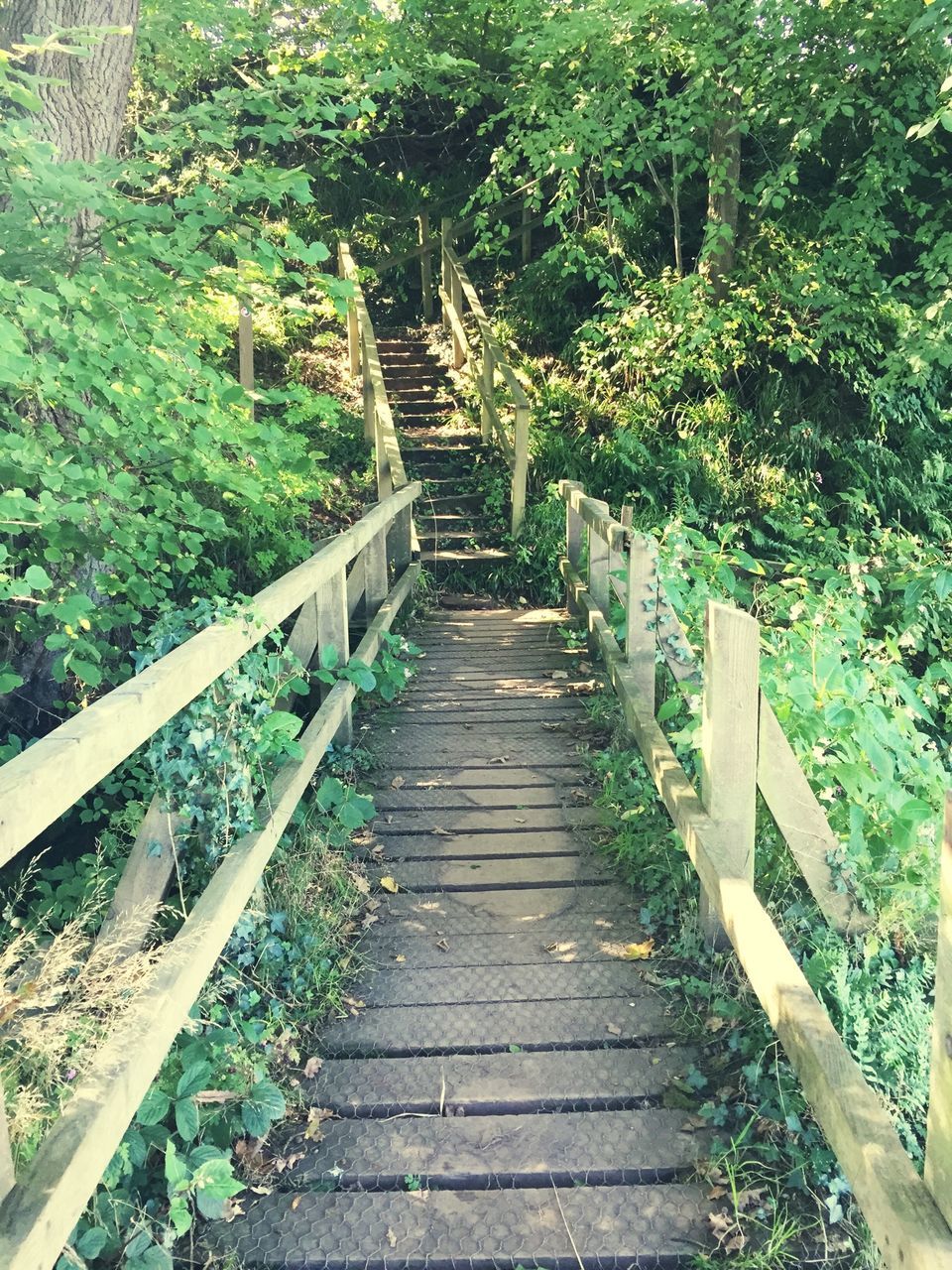 the way forward, tree, steps, railing, plant, steps and staircases, growth, diminishing perspective, narrow, staircase, built structure, footbridge, walkway, tranquility, nature, forest, wood - material, leading, vanishing point, boardwalk