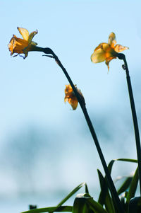Low angle view of yellow flowers blooming against sky