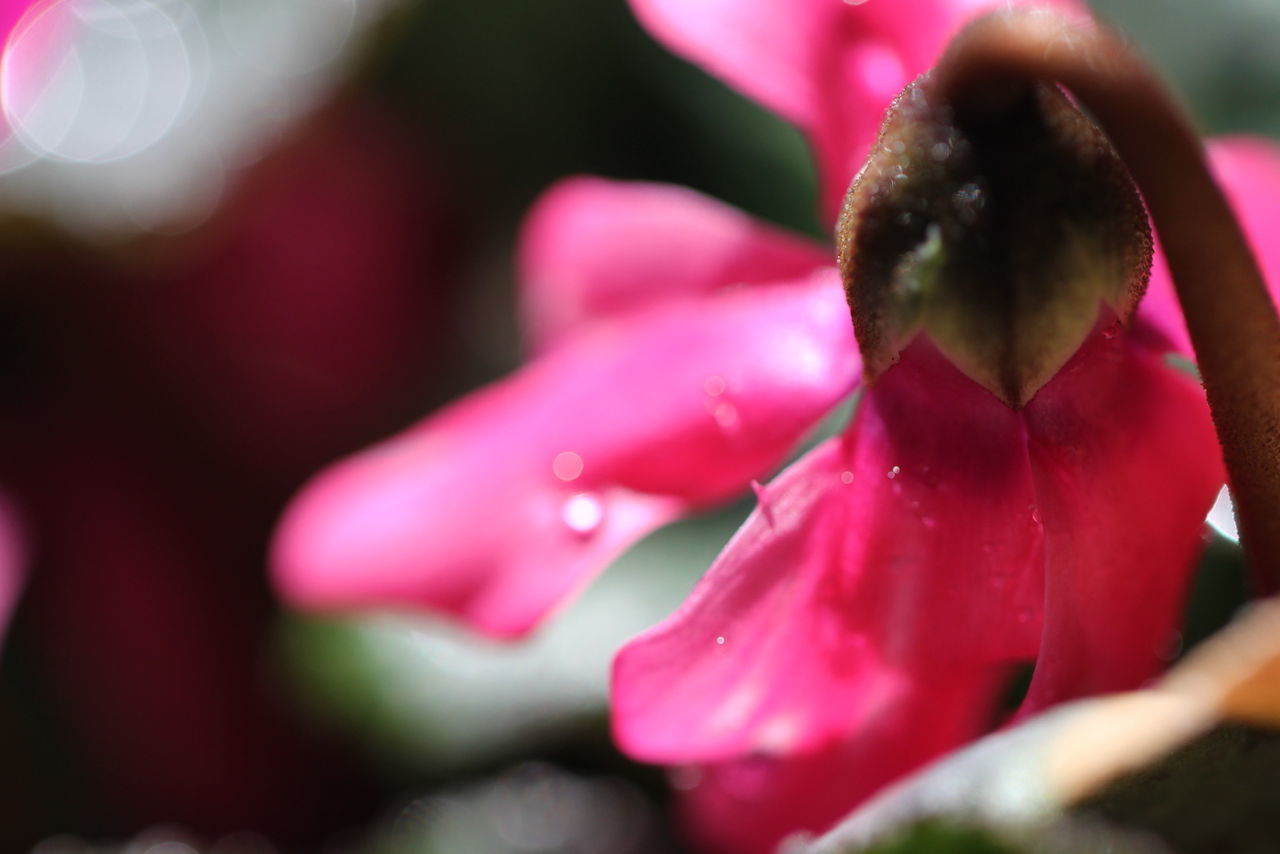 CLOSE-UP OF WATER DROPS ON PINK ROSE