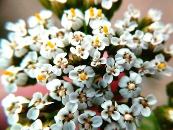 Close-up of white flowers