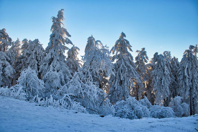 Snow covered trees against clear blue sky