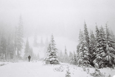 Trees on snow covered landscape