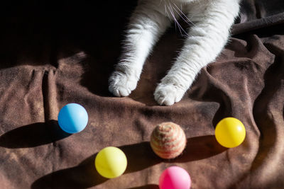 Close-up of cat lying on bed