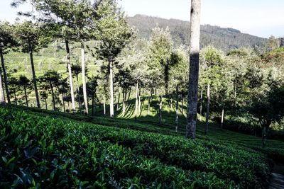 Scenic view of agricultural field against trees