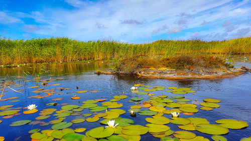 Water lily in lake against sky
