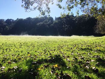 Scenic view of field against clear sky