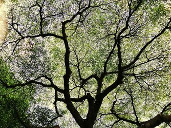 Low angle view of silhouette tree against sky