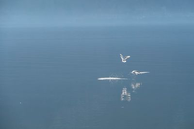 Seagulls flying over sea