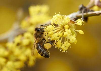 Bee pollinating flower