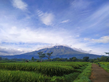 Scenic view of field against sky