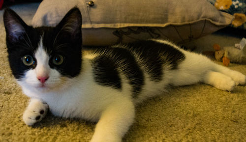 Close-up portrait of cat