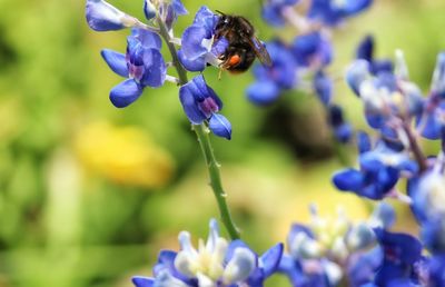 Bee on blue flowers