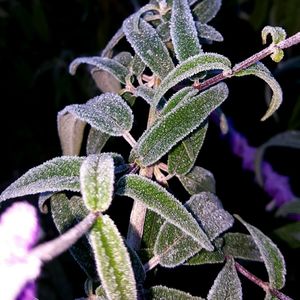 Close-up of lizard on plant