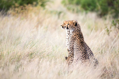 A cheetah sits in the savannah looking for prey