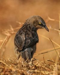 Large grey babbler