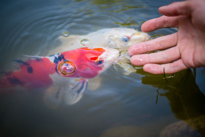 Close-up of man holding fish in water