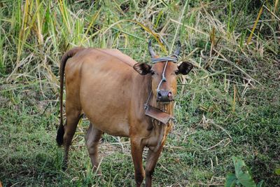 Cow standing in a field