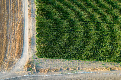 Aerial view with a drone of a green corn field in cyprus. agriculture harvesting