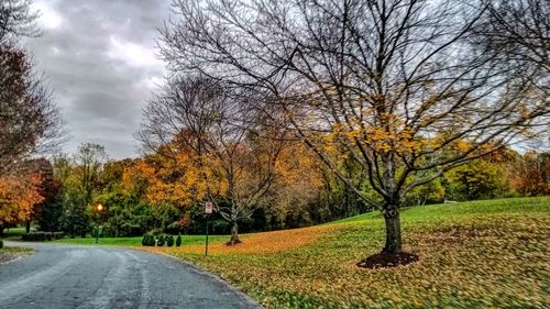 Road amidst bare trees during autumn