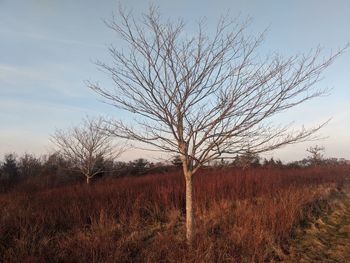 Bare tree on field against sky