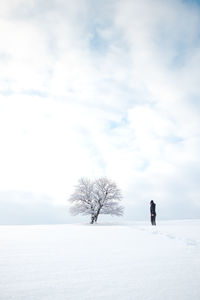 Historic tree covered in snow and a clean untouched snowfield with the footprints of the explorer